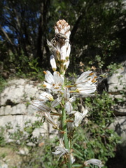 Asphodelus cerasiferus