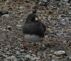 Junco hyemalis image