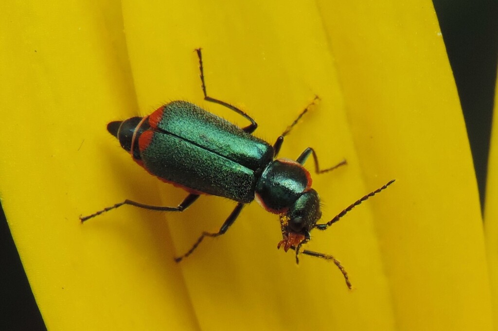 Clanoptilus sardous