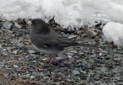 Junco hyemalis image