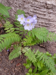 Polemonium pulcherrimum delicatum
