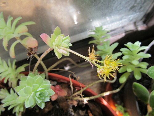 Sedum palmeri S.Watson