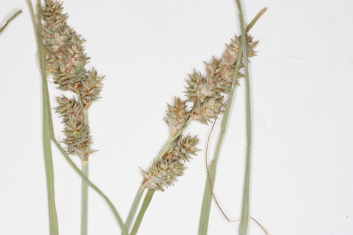 Image of Carex arcta by no rights reserved