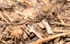 Habronattus borealis