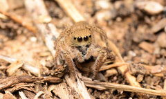 Habronattus borealis