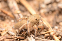 Habronattus borealis