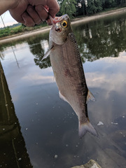 Hiodon alosoides