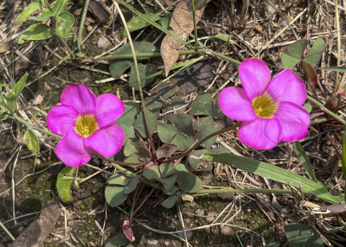 Skewleaf Sorrel