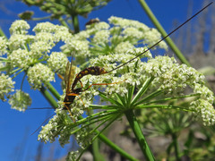 Megarhyssa nortoni