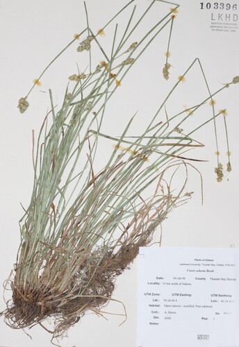 swarthy sedge (Carex adusta)