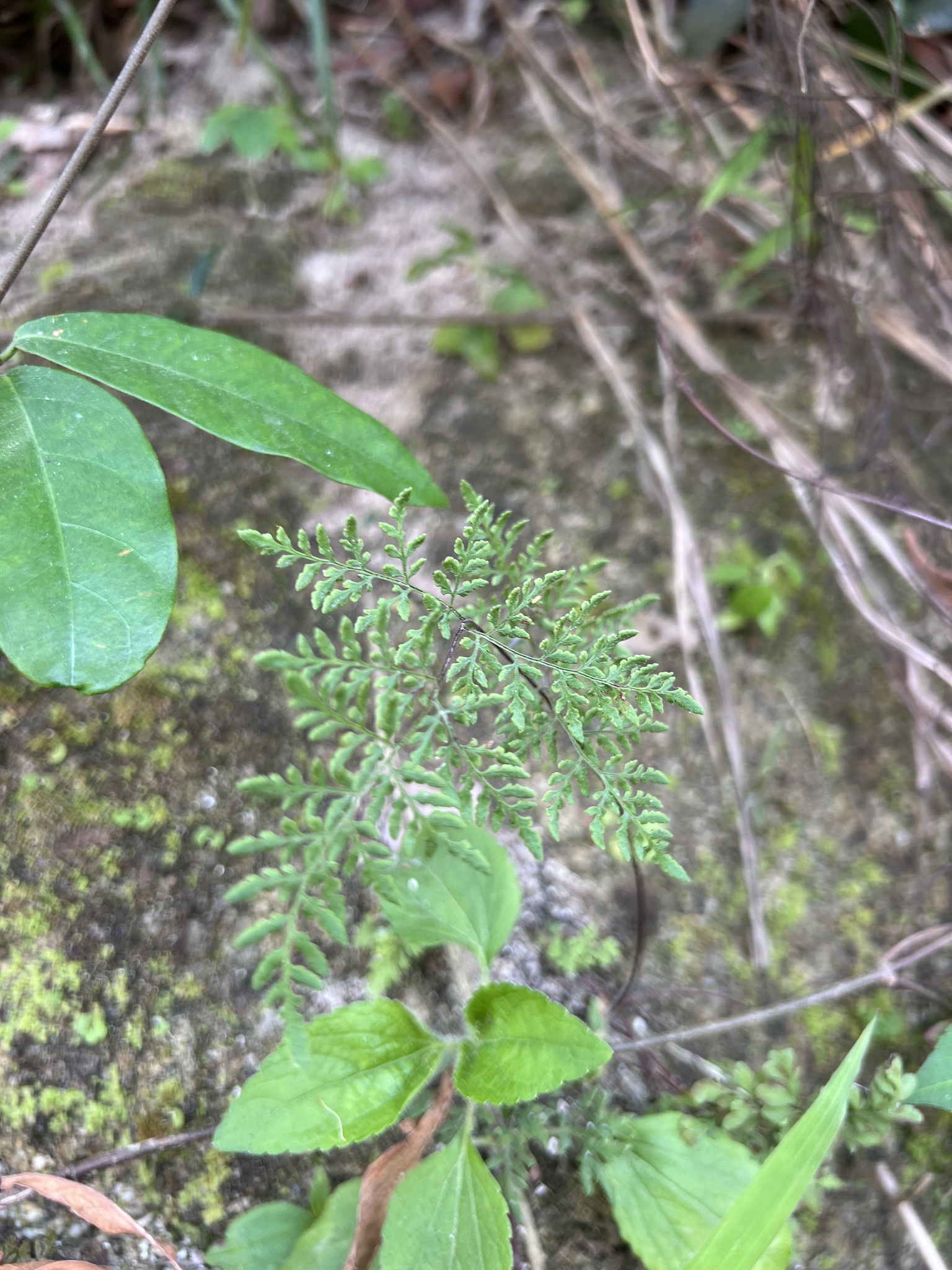 Cheilanthes tenuifolia — ảnh 2