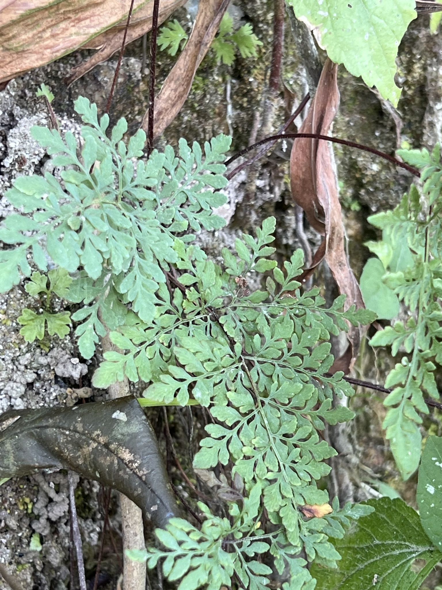 Cheilanthes tenuifolia — ảnh 3