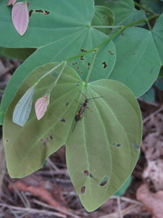 Digonogastra grenadensis