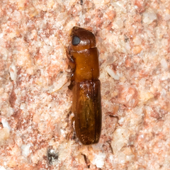 Euplatypus compositus