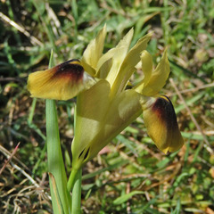 Iris tuberosa