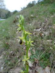 Ophrys sphegodes sphegodes