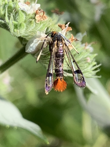 Maple Clearwing Moth photo 2