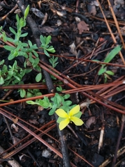 Hypericum suffruticosum