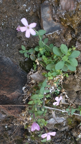Petrocoptis glaucifolia, photograph 3