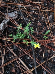 Hypericum suffruticosum