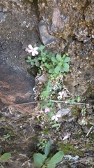 Petrocoptis glaucifolia, photograph (c) Gijs Romijn, some rights reserved (CC BY)