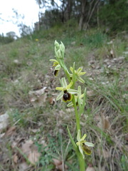Ophrys sphegodes sphegodes