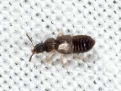 Anotylus insignitus
