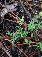 Hypericum suffruticosum