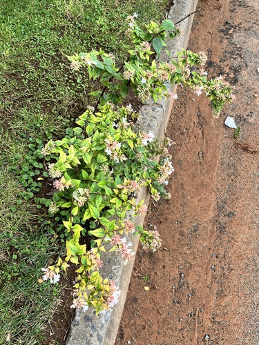 Foto de Abélia