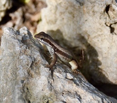 Leiocephalus macropus