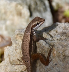 Leiocephalus macropus