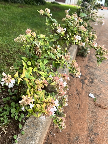 Foto de Abélia