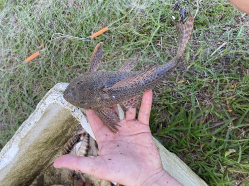 Suckermouth catfish (Hypostomus plecostomus) — Loricariidae — 4