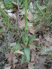Ophrys sphegodes sphegodes