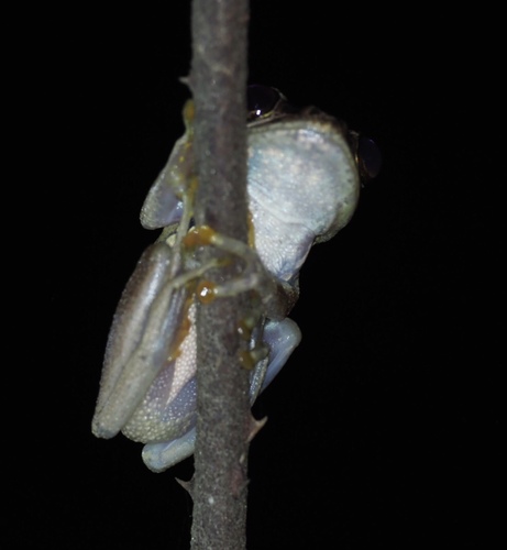 Ida's Bright-eyed Frog