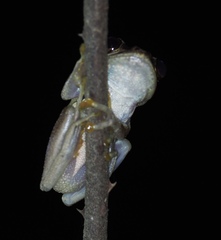 Ida's Bright-Eyed Frog photo 2