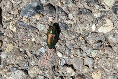 Buprestis adjecta