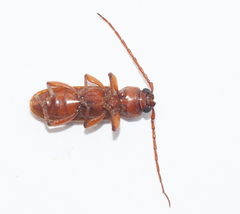 Metaphrenon impressicolle