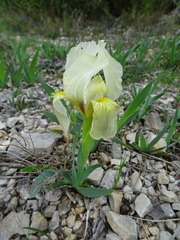 Iris lutescens
