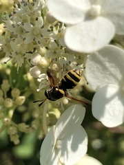 Stratiomyinae