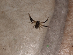 Xysticus texanus