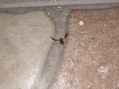 Xysticus texanus