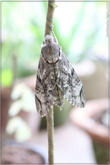 Psilogramma menephron