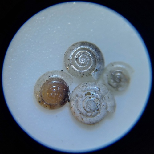 Milky Crystal-snail, Oost, Utrecht, Nederland, photo 10 of 10