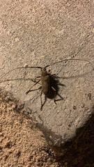 Susuacanga stigmatica