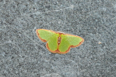 Synchlora cupedinaria