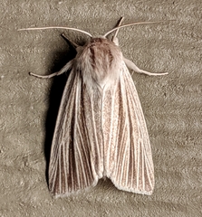 Acronicta insularis