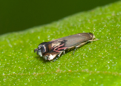 Calliprora