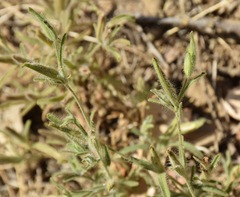 Cordylanthus pilosus pilosus