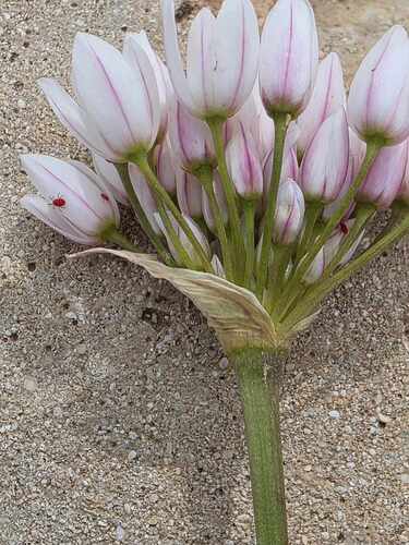Allium longanum
